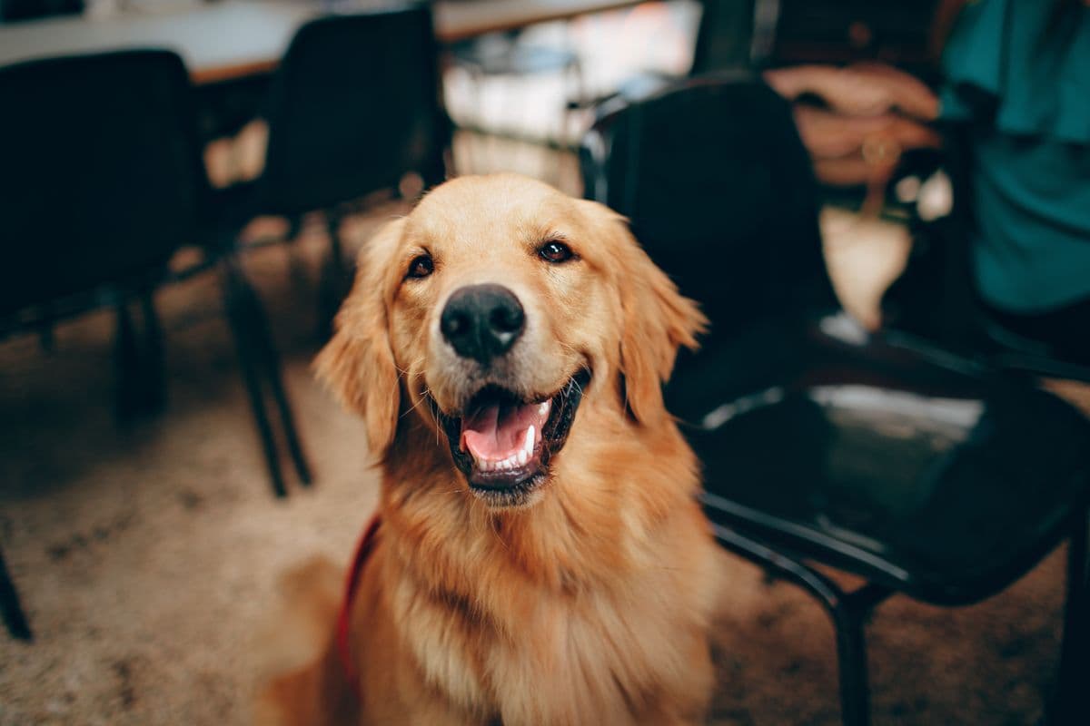 Golden retriever panting indoors on a hot day