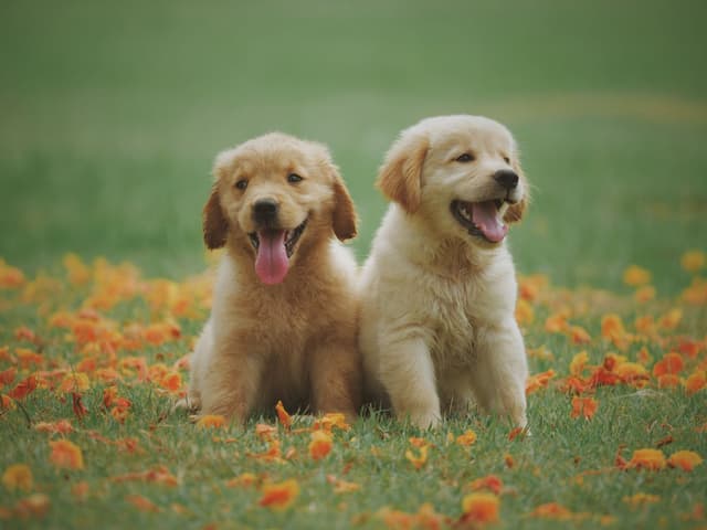 Two golden retriever puppies sitting on the grass