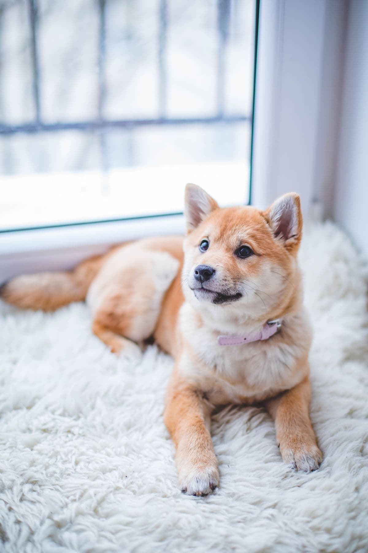 Shiba inu lying down completely relaxed
