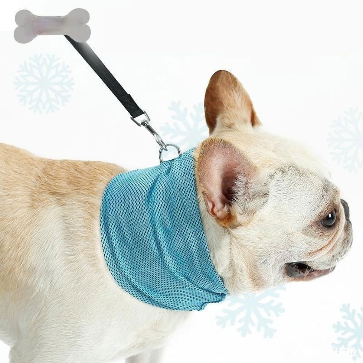 French bulldog wearing a blue cooling bandana